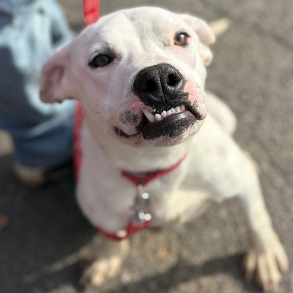 Enlarge Finn, a Adoptable mixed breed in Bloomfield, CT image 3/3