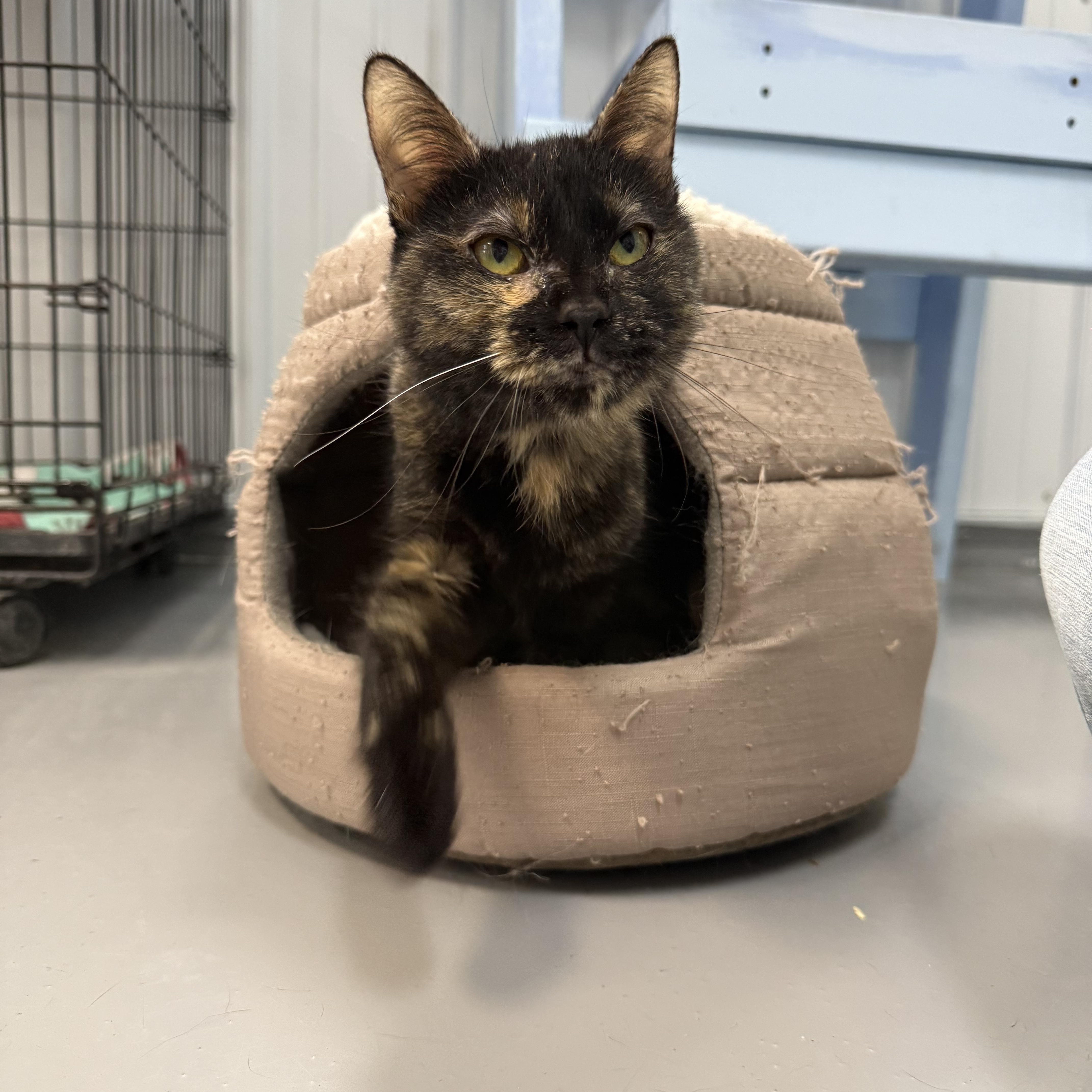 Enlarge Gracie, a Adoptable Tortoiseshell in Big Rapids, MI image 1/4