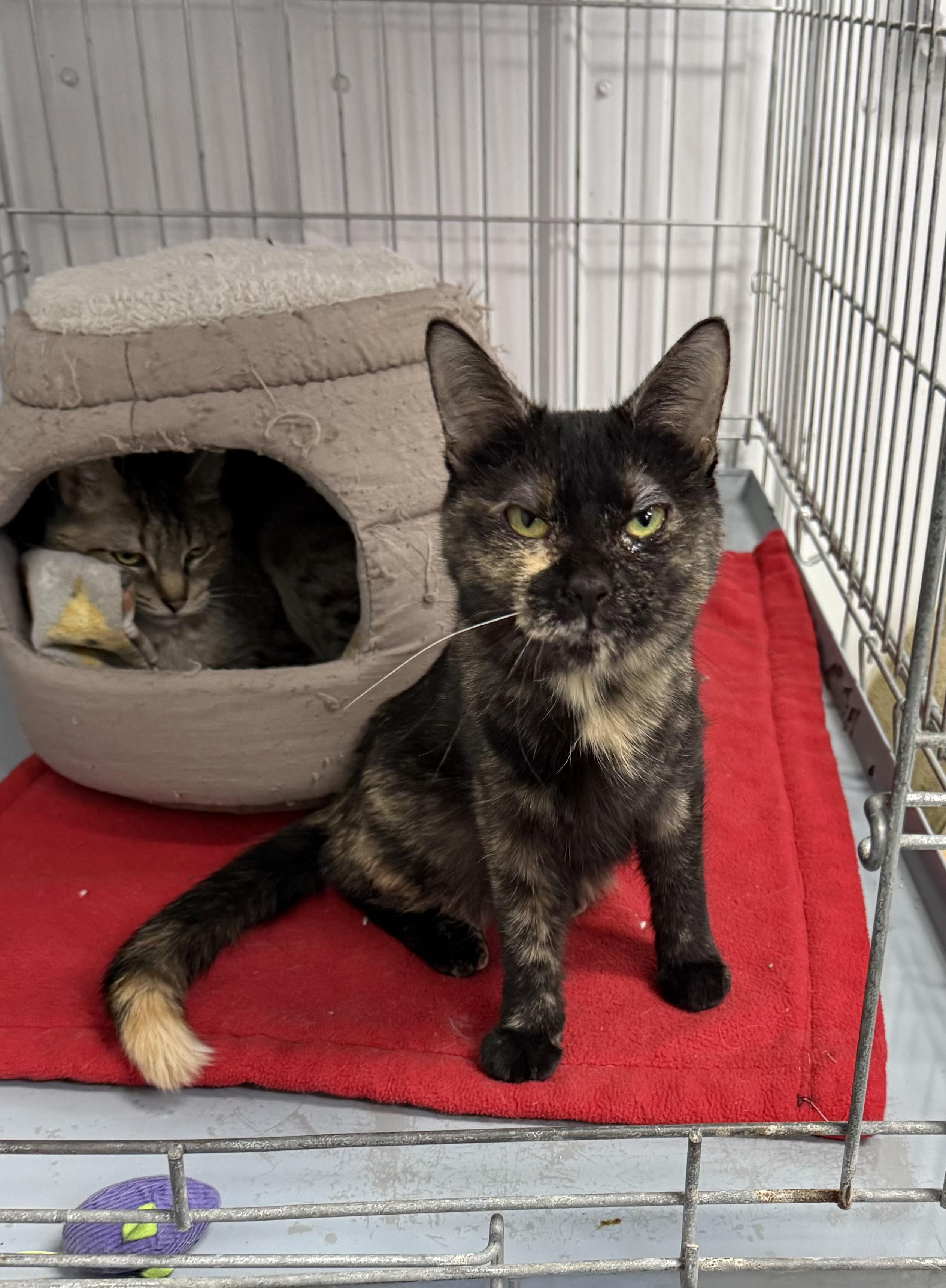 Enlarge Gracie, a Adoptable Tortoiseshell in Big Rapids, MI image 3/4