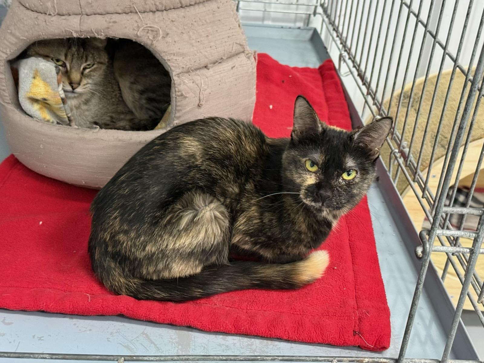 Enlarge Gracie, a Adoptable Tortoiseshell in Big Rapids, MI image 2/4
