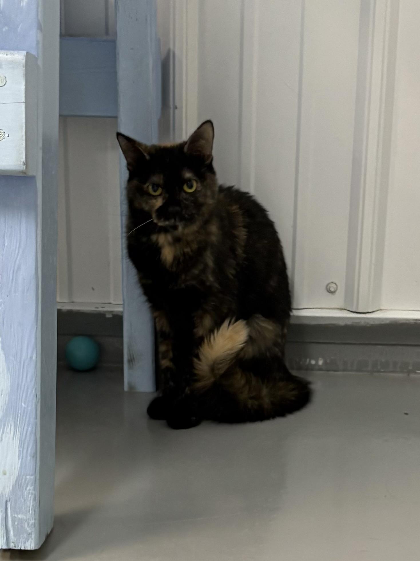 Enlarge Gracie, a Adoptable Tortoiseshell in Big Rapids, MI image 4/4