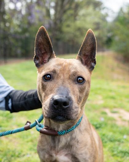 Enlarge Andrielle, a Adoptable mixed breed in Chamblee, GA image 1/3