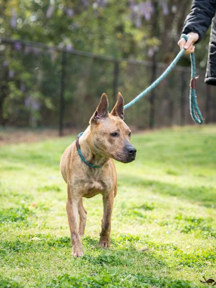Enlarge Andrielle, a Adoptable mixed breed in Chamblee, GA image 2/3