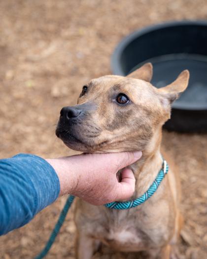 Enlarge Andrielle, a Adoptable mixed breed in Chamblee, GA image 3/3