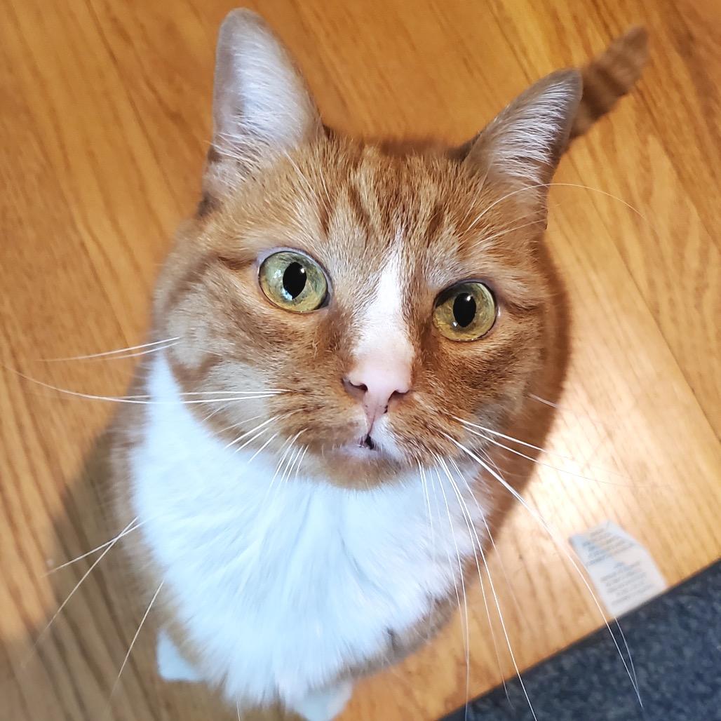 Nanobot, Adoptable, Senior Female Domestic Short Hair.