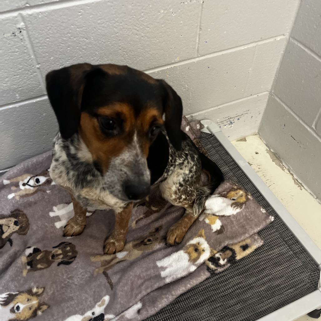 Enlarge Bella, a Adoptable Beagle in Delaware, OH image 1/2