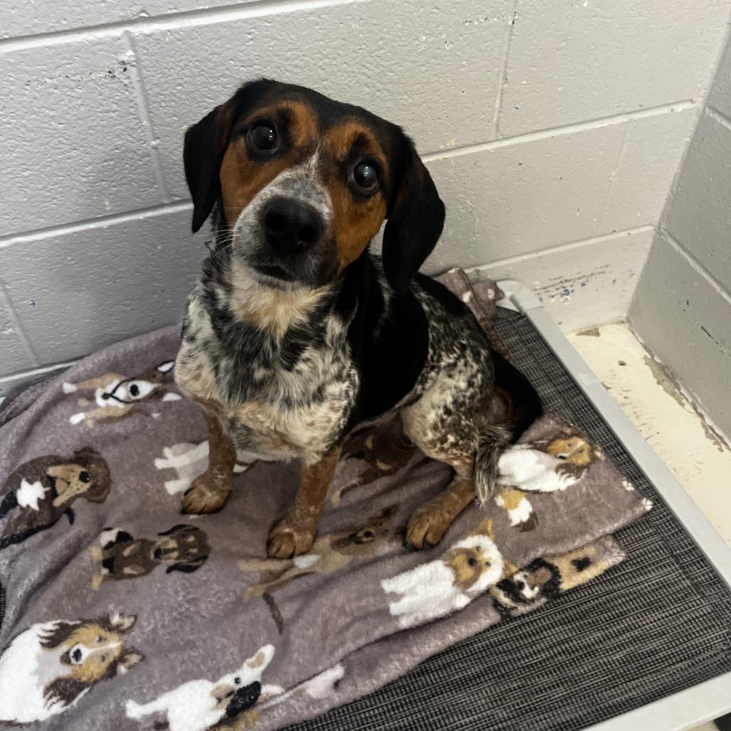 Enlarge Bella, a Adoptable Beagle in Delaware, OH image 2/2