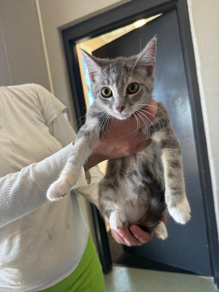 Na'abi, Adoptable, Kitten Female Domestic Short Hair.