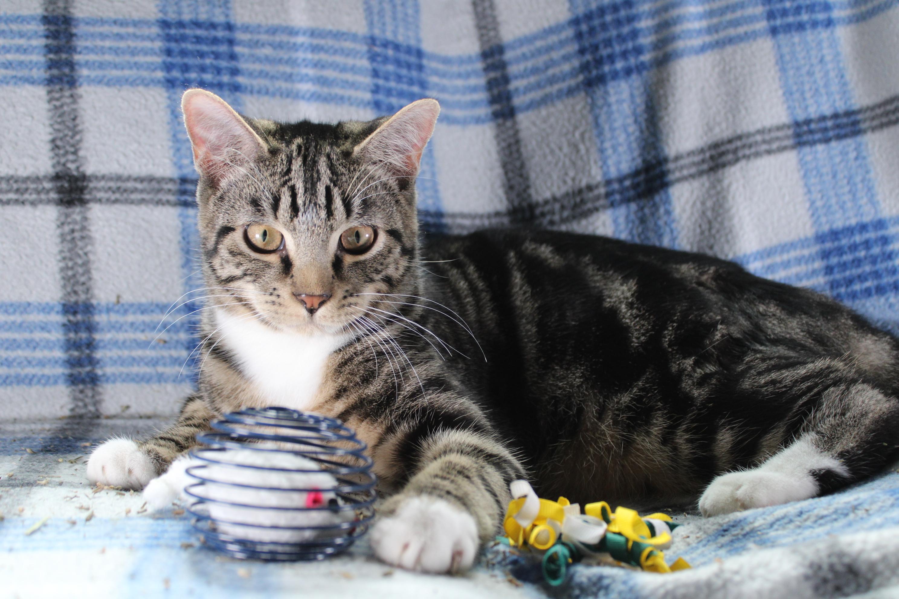 Buzz, a Adoptable Domestic Short Hair in Union Gap, WA image 1/3