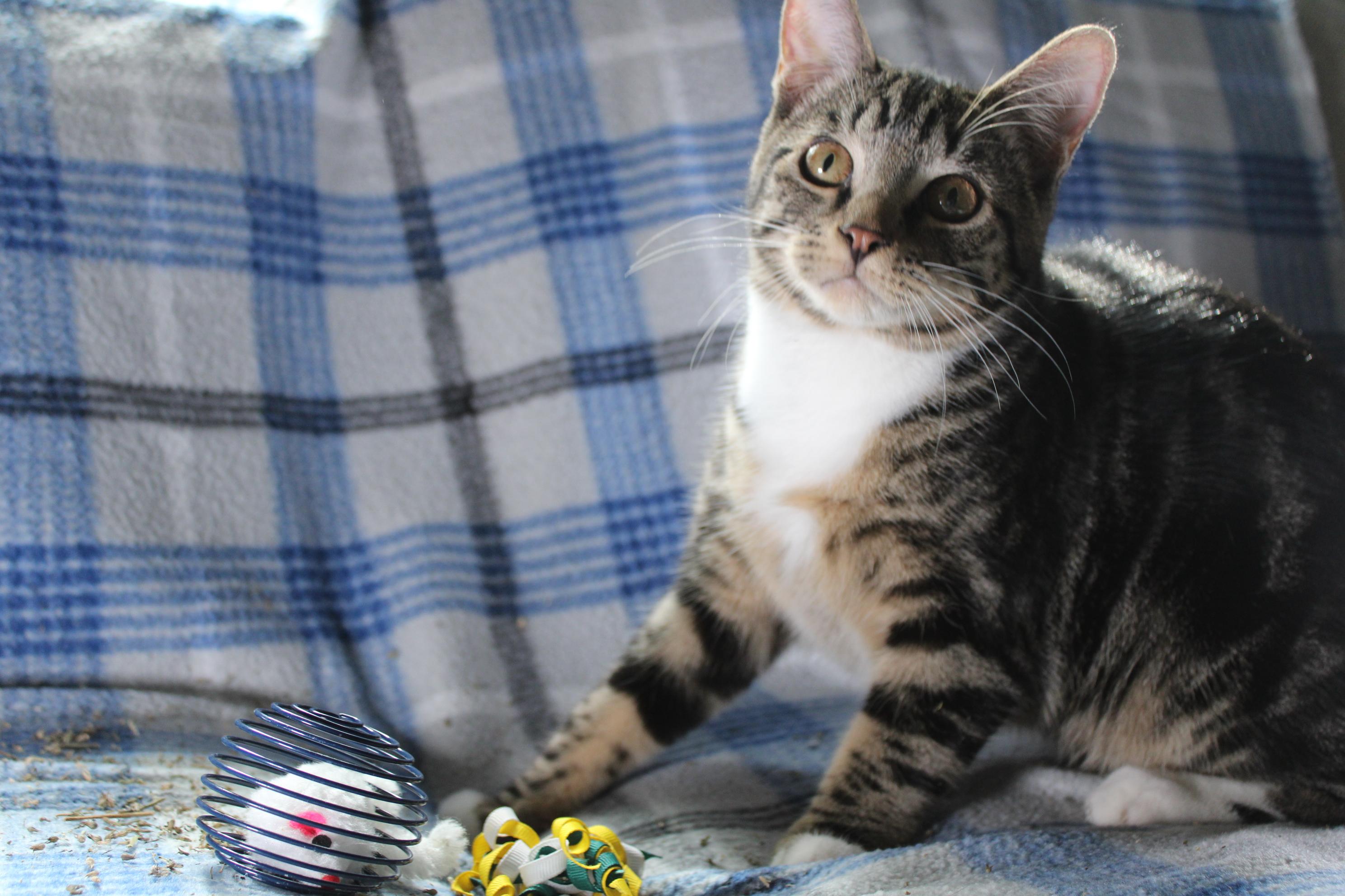 Buzz, a Adoptable Domestic Short Hair in Union Gap, WA image 2/3