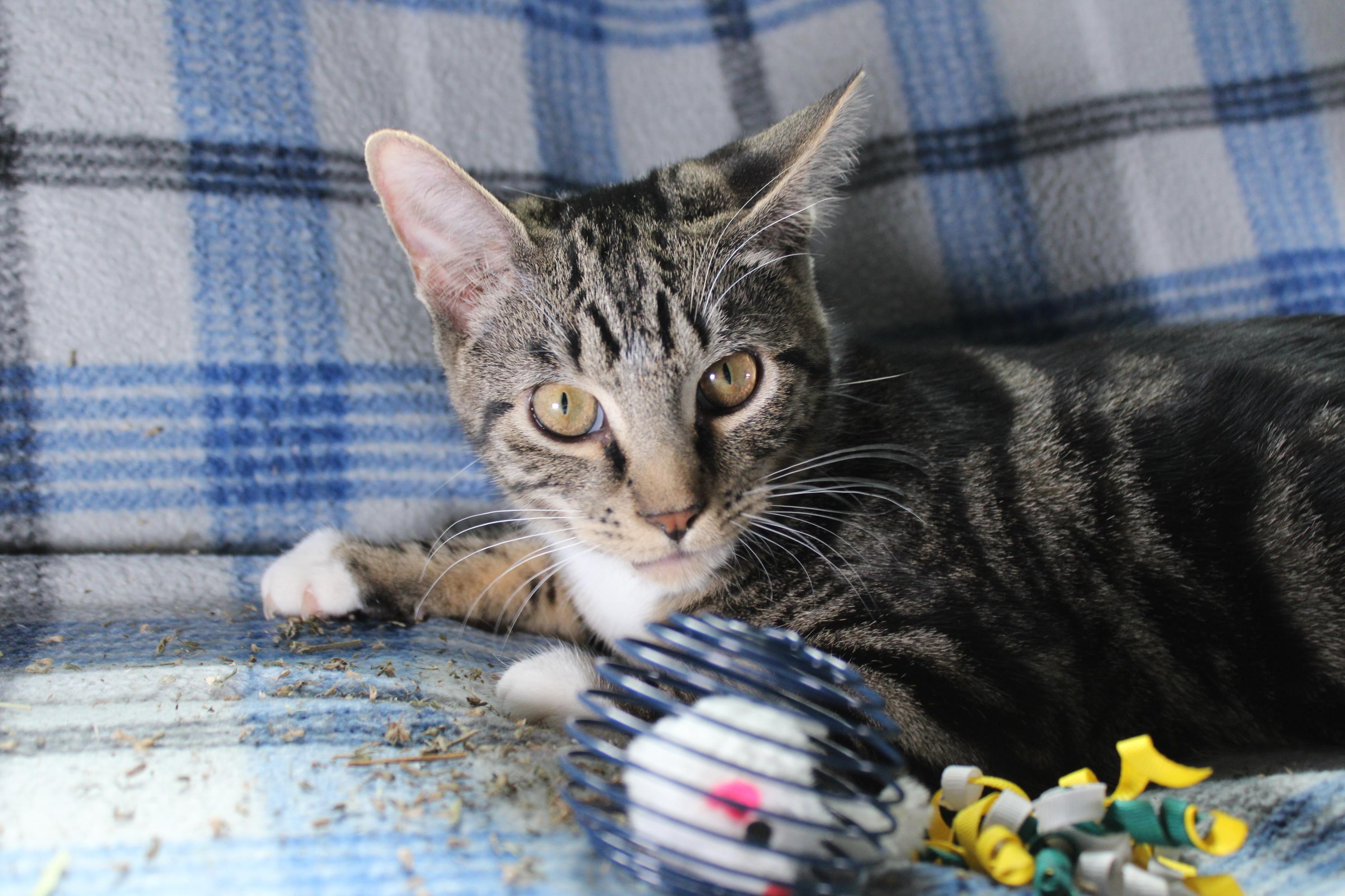 Buzz, a Adoptable Domestic Short Hair in Union Gap, WA image 3/3