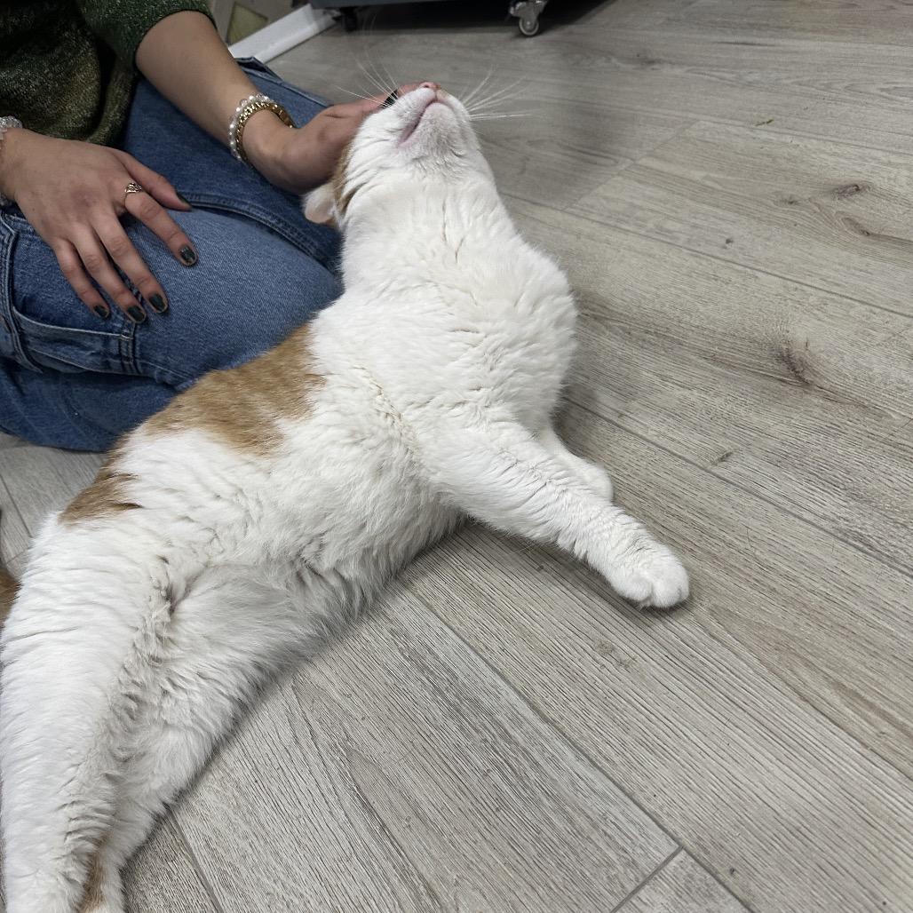 Porchy Pirate, Adoptable, Adult Male Domestic Short Hair.