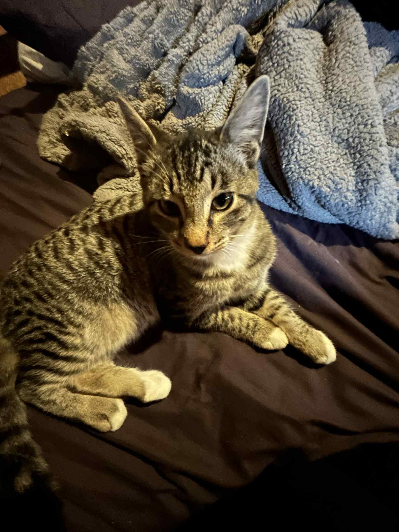 Bob, Adoptable, Young Male Domestic Medium Hair.