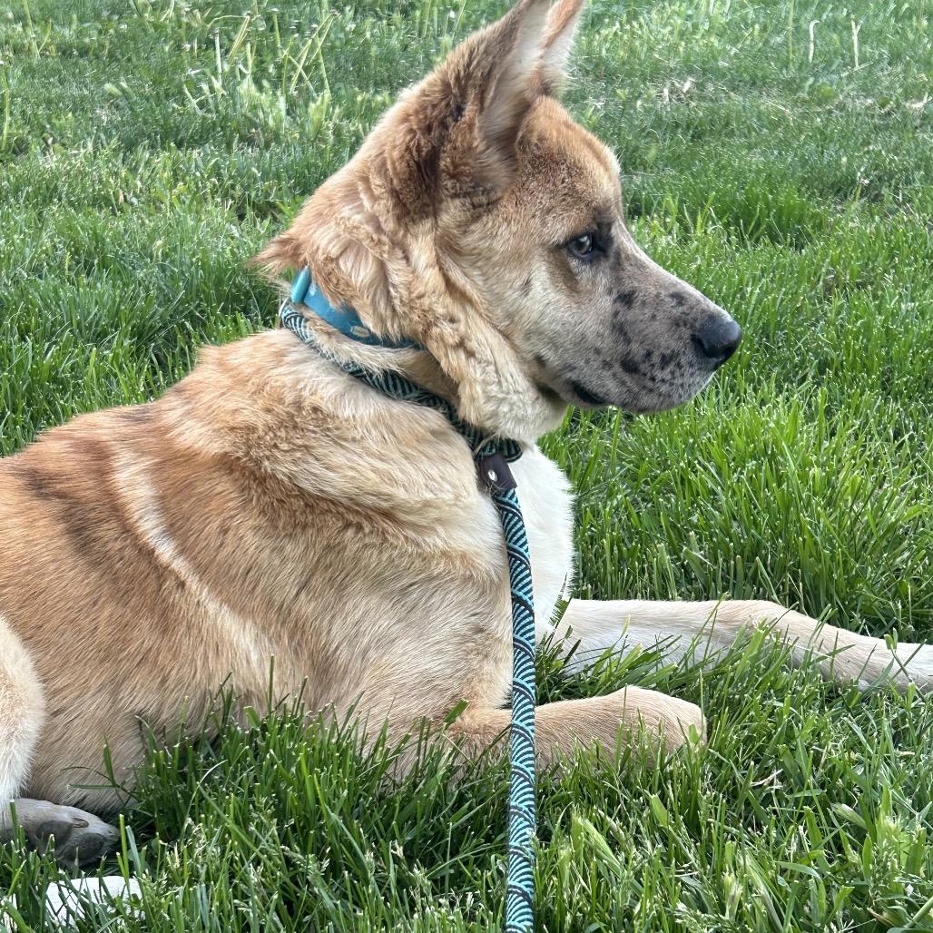 Freckles, Adoptable, Young Male Mixed Breed.