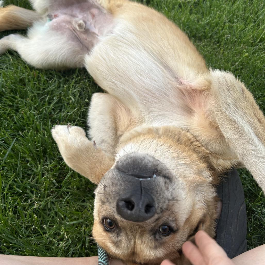 Enlarge Freckles, a Adoptable Mixed Breed in Nampa, ID image 2/6