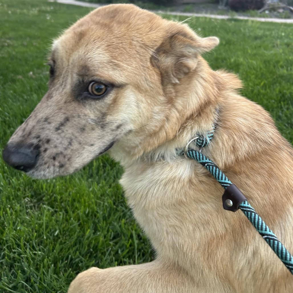 Enlarge Freckles, a Adoptable Mixed Breed in Nampa, ID image 3/6