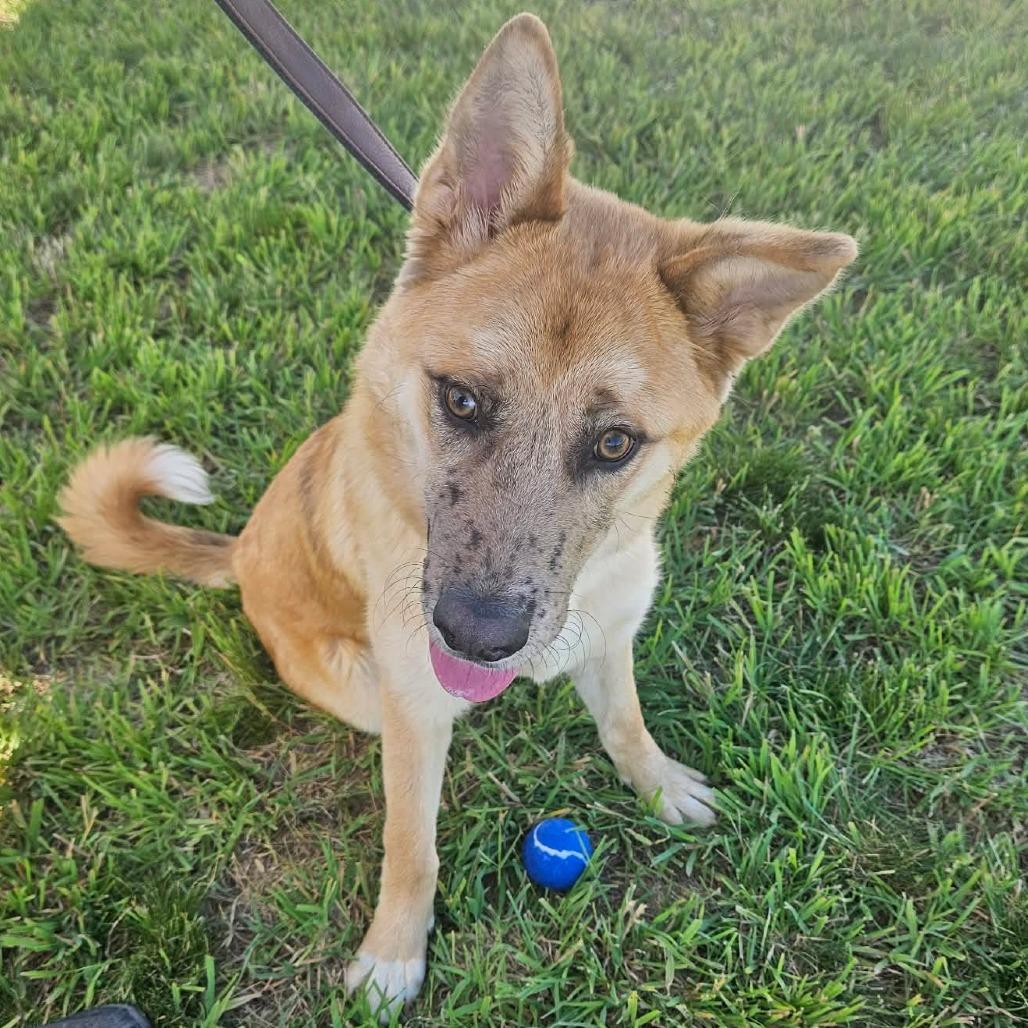 Enlarge Freckles, a Adoptable Mixed Breed in Nampa, ID image 4/6