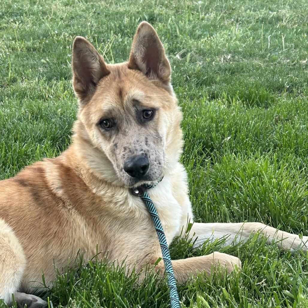 Enlarge Freckles, a Adoptable Mixed Breed in Nampa, ID image 5/6