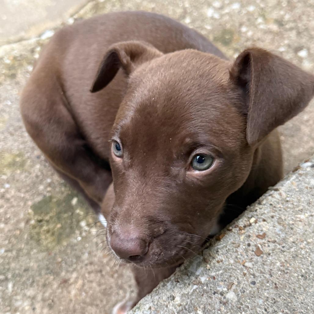 Willow, Adoptable, Puppy Female Mixed Breed & Pit Bull Terrier.
