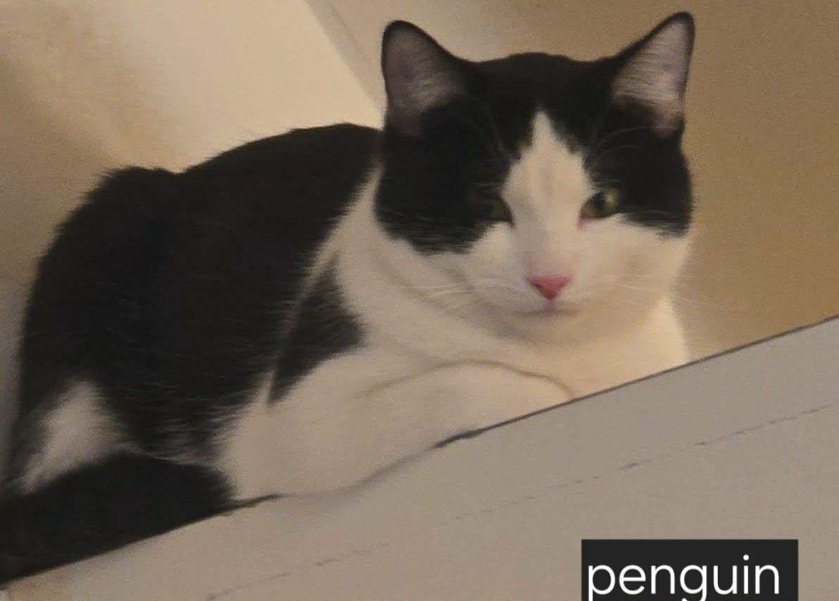 Enlarge Penguin, a ADOPTABLE Tuxedo in Stevensville, ON image 2/2