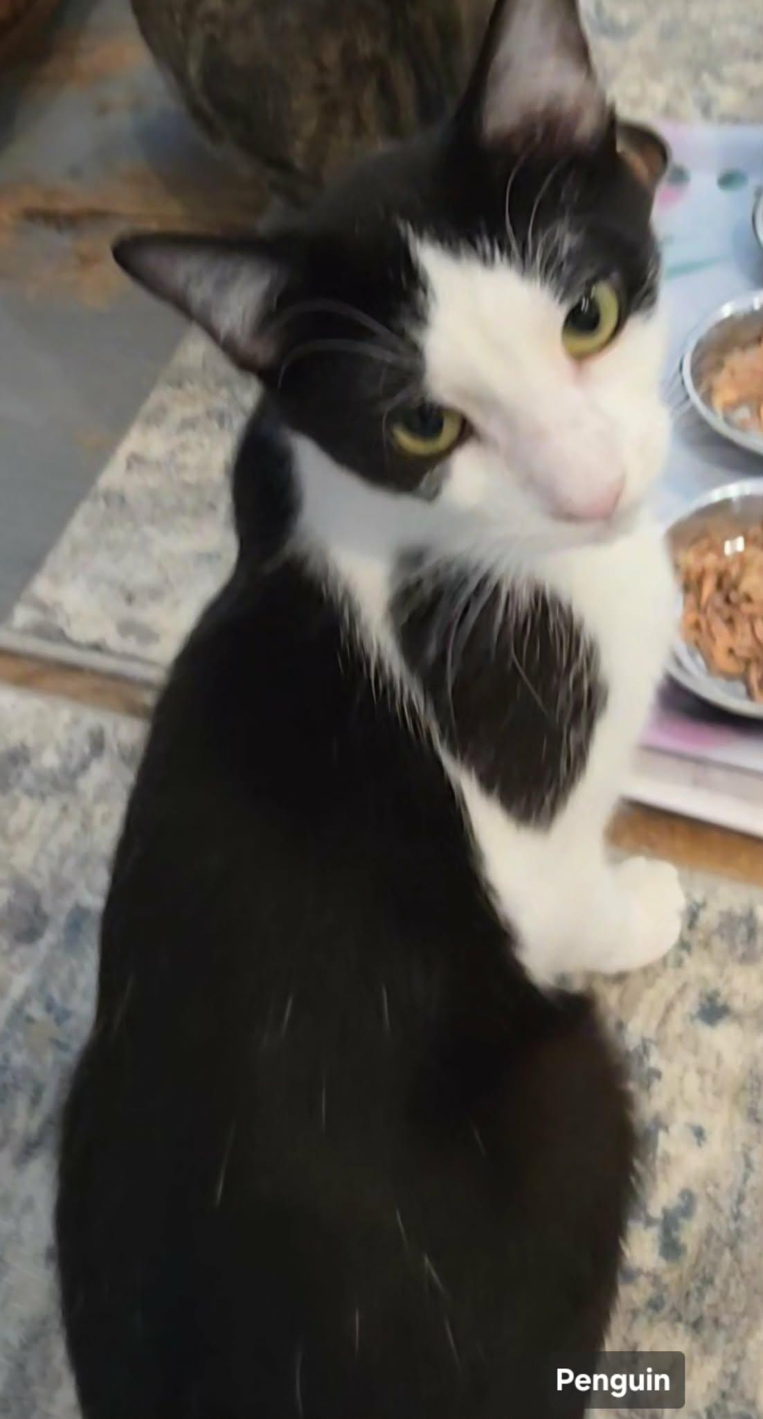 Penguin, ADOPTABLE, Adult Male Tuxedo.