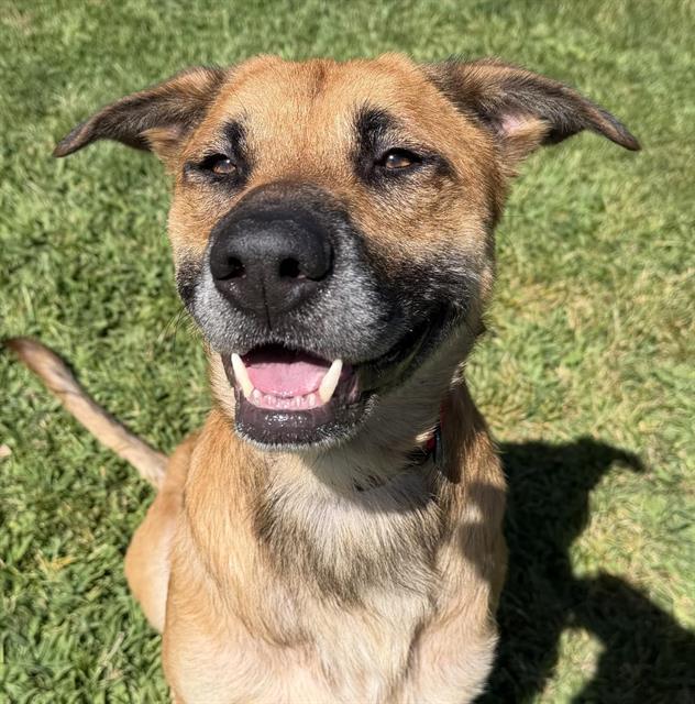 LIZARDON, Adoptable, Adult Male German Shepherd Dog.