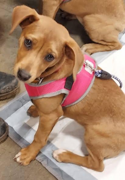 Enlarge Nutmeg, a ADOPTABLE mixed breed in Chino valley, AZ image 3/3