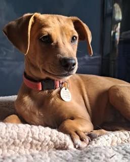 Enlarge Nutmeg, a ADOPTABLE mixed breed in Chino valley, AZ image 1/3