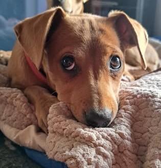 Enlarge Nutmeg, a ADOPTABLE mixed breed in Chino valley, AZ image 2/3