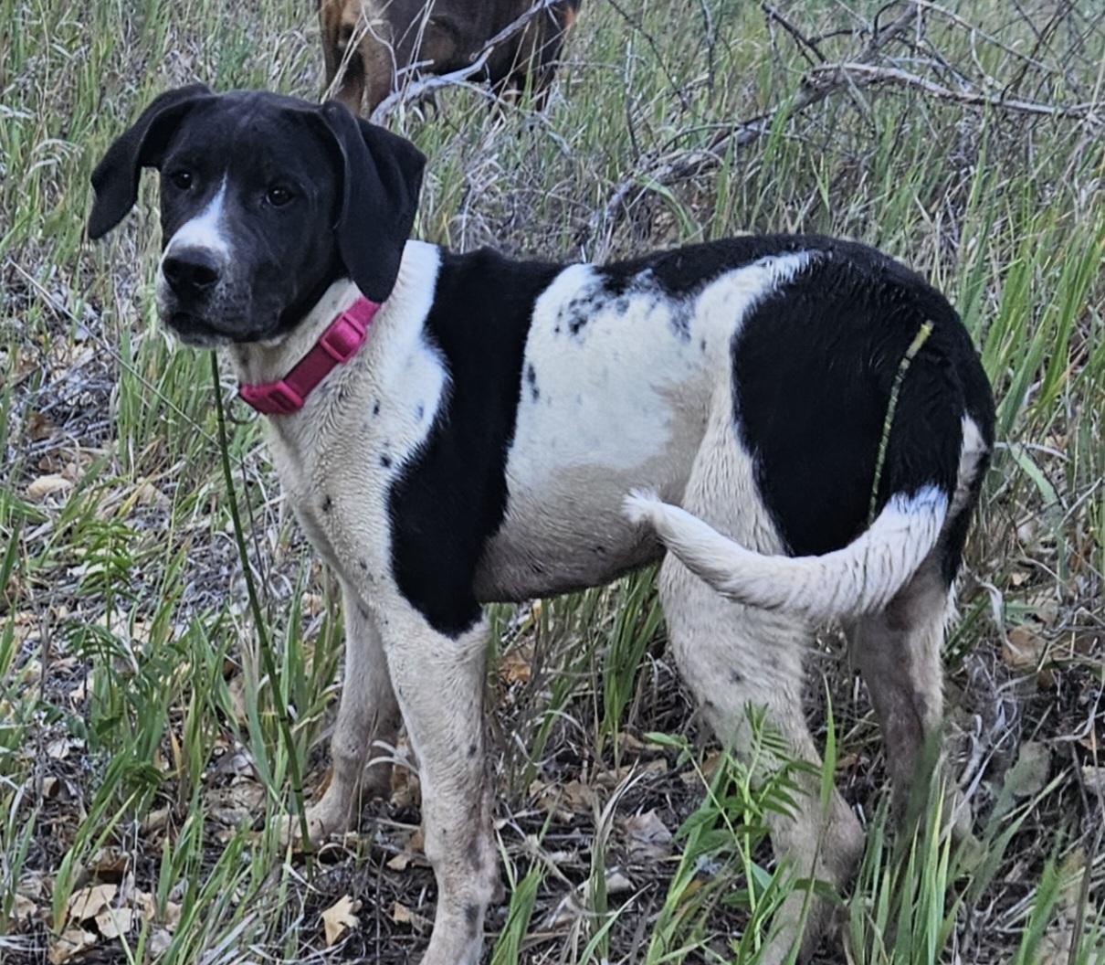 Enlarge Delilah, a Adopted mixed breed in Nucla, CO image 1/1