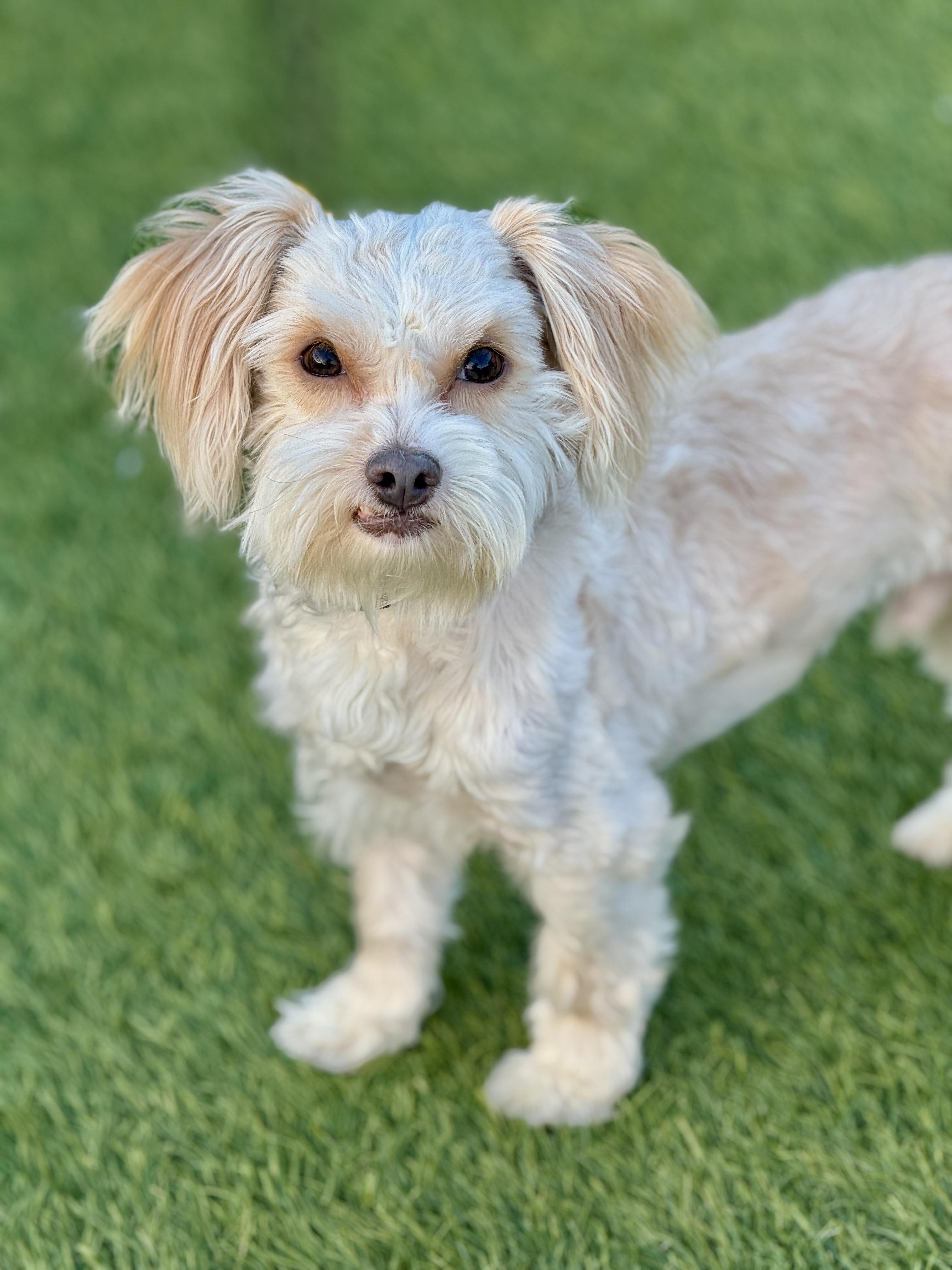 Henley, ADOPTABLE, Adult Male Schnauzer.