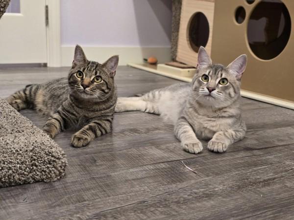 Widlof, Adoptable, Young Male Domestic Short Hair.