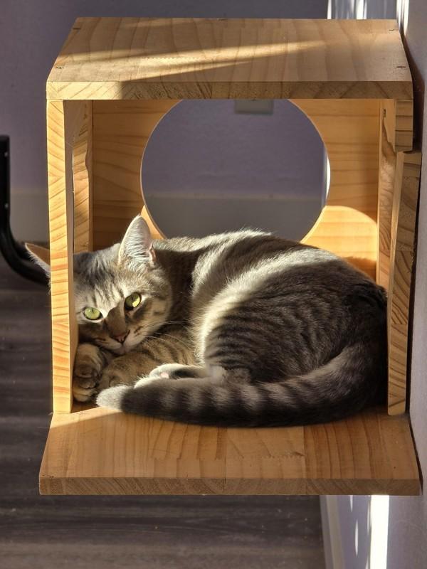 Enlarge Widlof, a Adoptable mixed breed in Vancouver, WA image 2/6