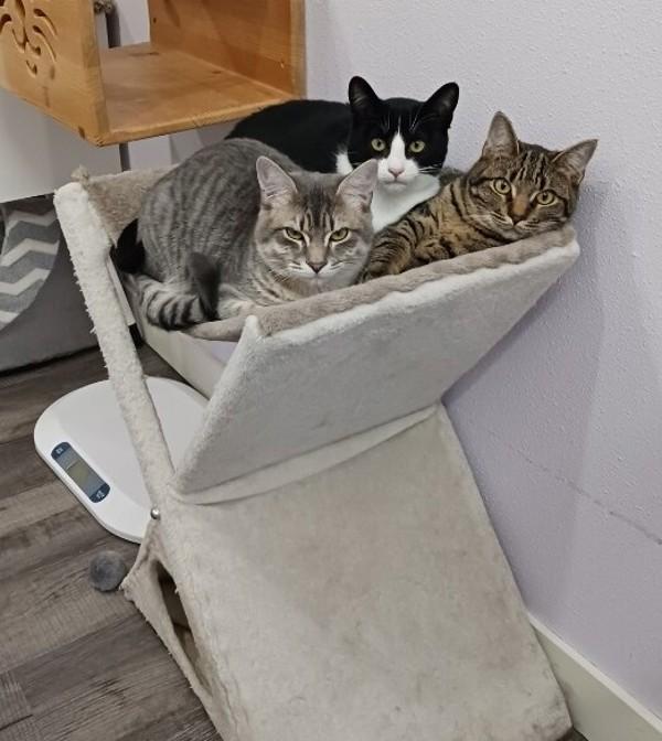 Enlarge Widlof, a Adoptable mixed breed in Vancouver, WA image 3/6