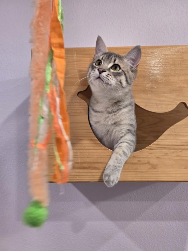 Enlarge Widlof, a Adoptable mixed breed in Vancouver, WA image 4/6