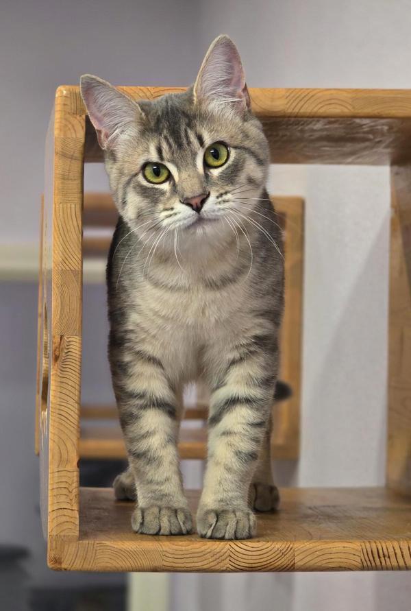 Enlarge Widlof, a Adoptable mixed breed in Vancouver, WA image 5/6