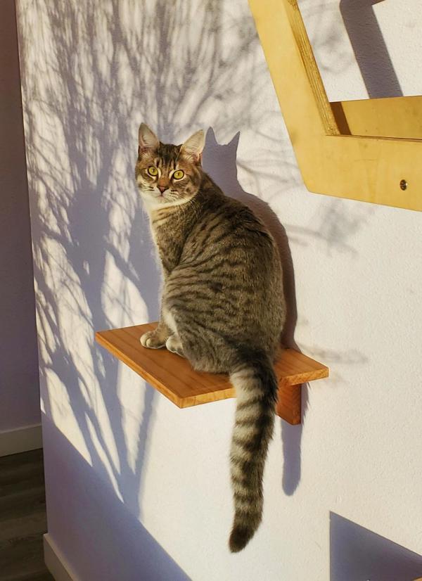 Enlarge Widlof, a Adoptable mixed breed in Vancouver, WA image 6/6