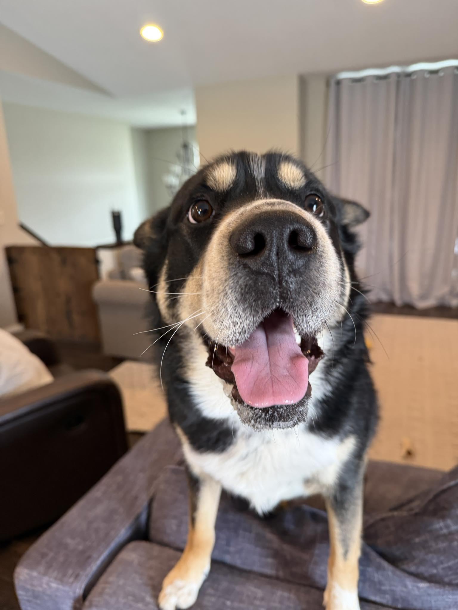 Enlarge Ozzy, an adopted mixed breed in Grand Forks, ND image 3/3