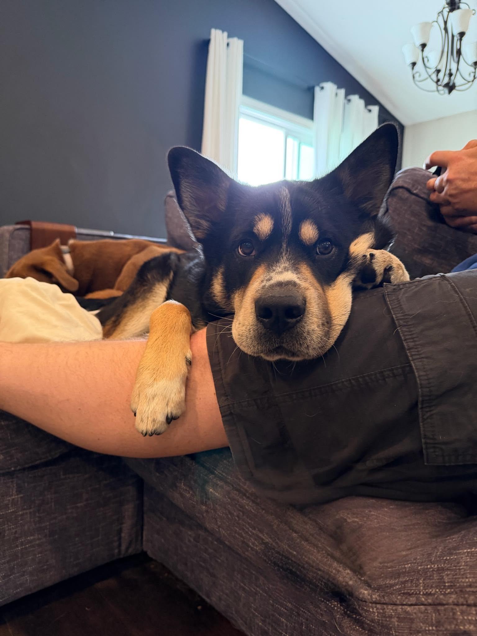Enlarge Ozzy, an adopted mixed breed in Grand Forks, ND image 1/3