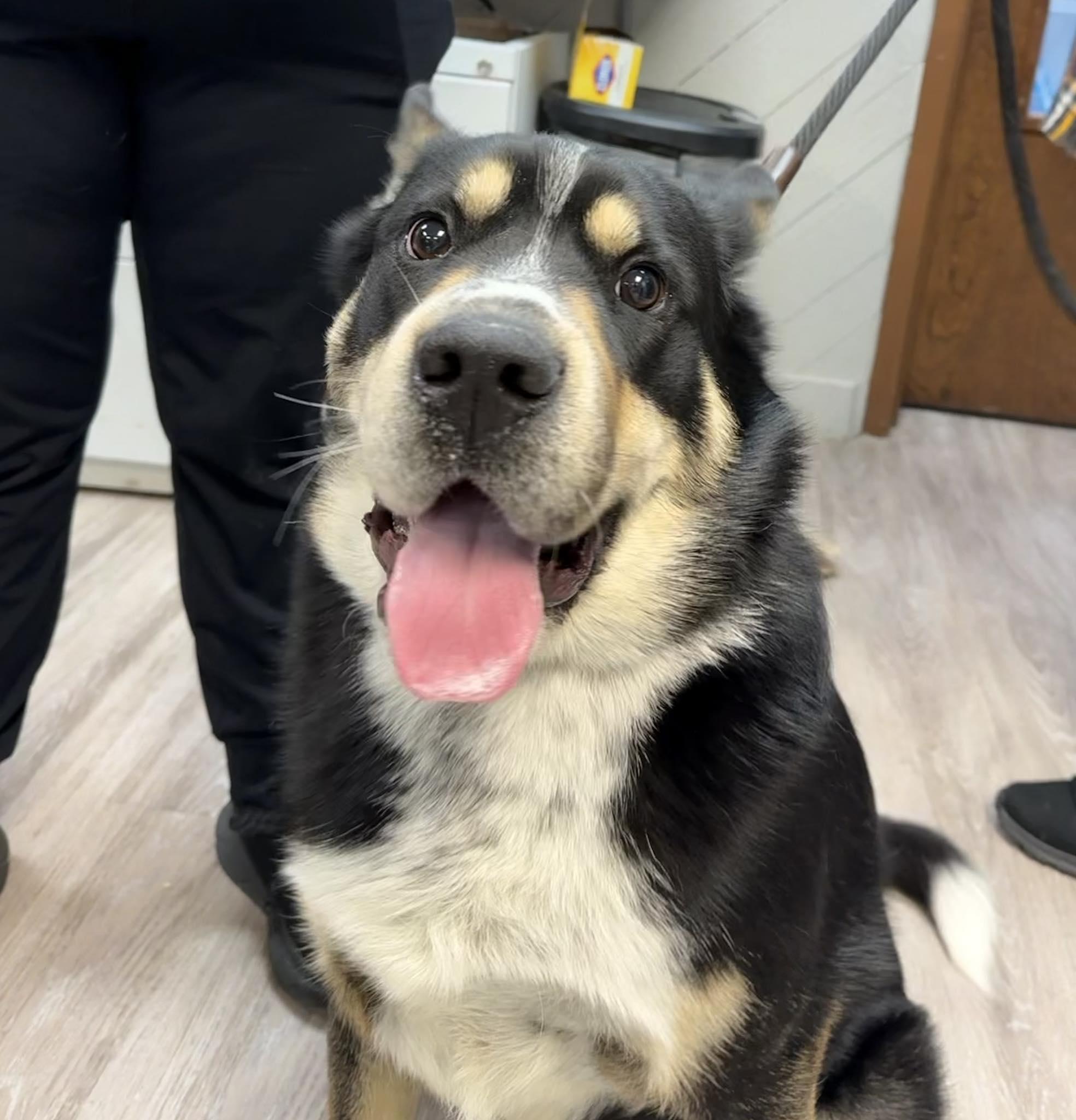 Enlarge Ozzy, an adopted mixed breed in Grand Forks, ND image 2/3