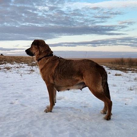 Rue, Adoptable, Senior Female Shepherd & Mixed Breed.