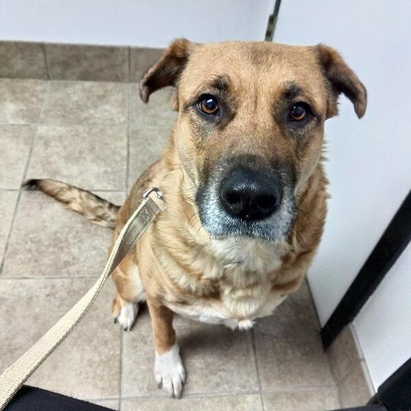 Enlarge Rue, a Adoptable mixed breed in Alma, WI image 2/5