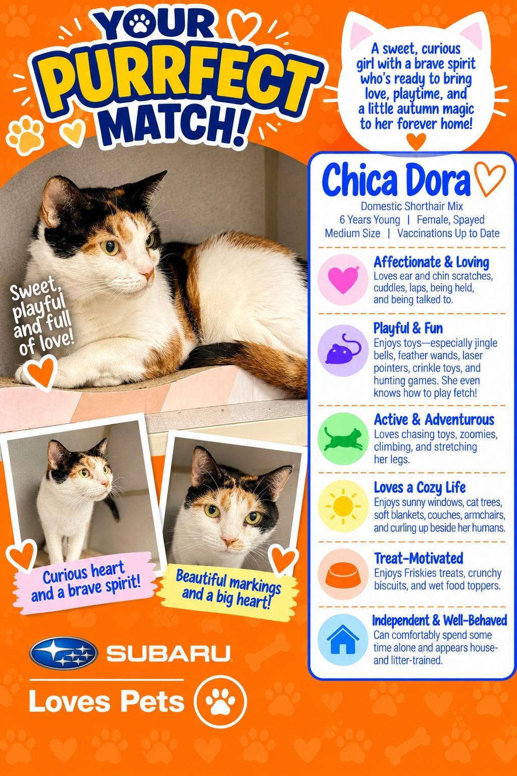 Chica Dora, Adoptable, Adult Female Domestic Short Hair.