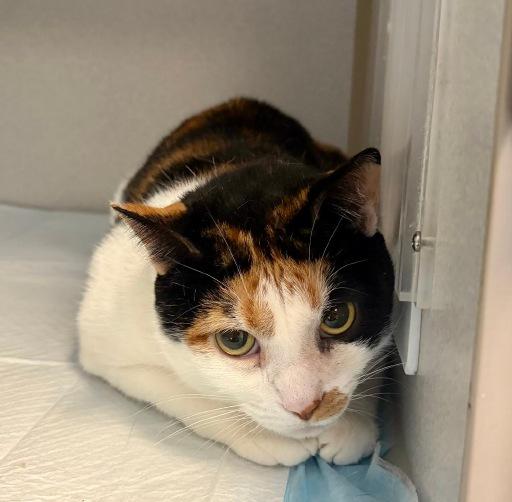 Enlarge Chica Dora, a Adoptable Domestic Short Hair in Winter Haven, FL image 3/3