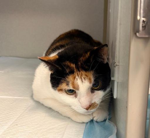 Enlarge Chica Dora, a Adoptable Domestic Short Hair in Winter Haven, FL image 2/3