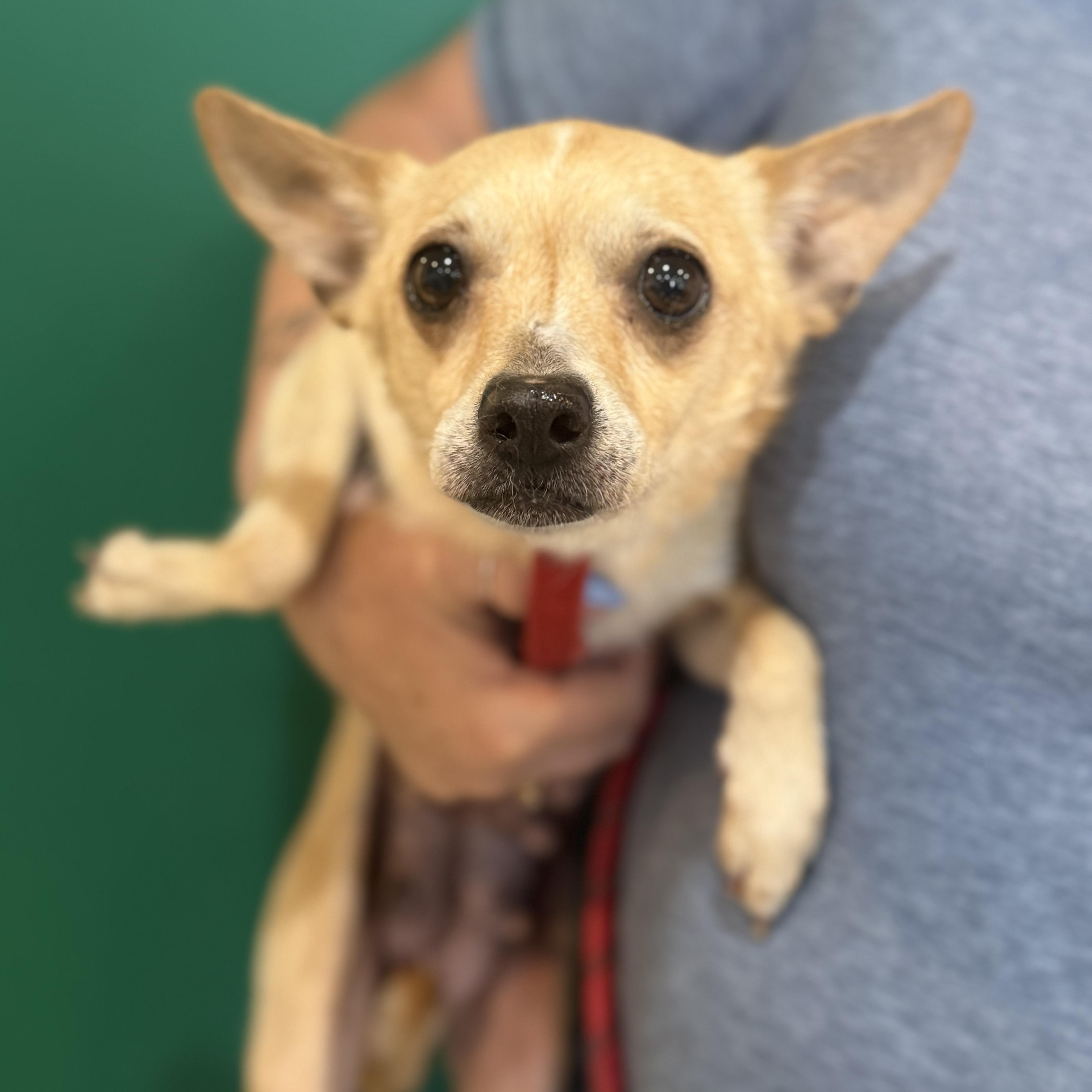 Enlarge Sugar, a ADOPTABLE mixed breed in Blue Springs, MO image 1/2