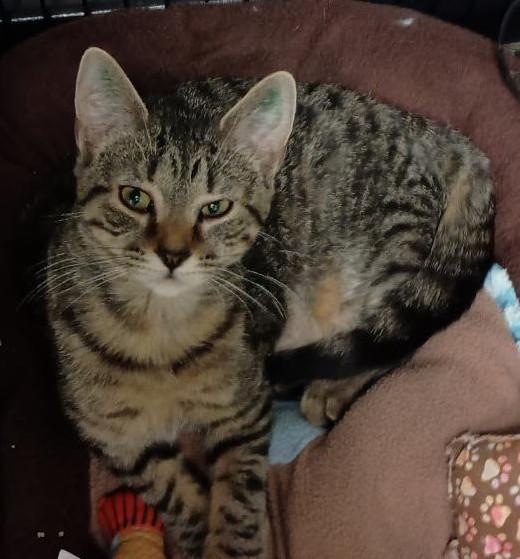 Enlarge Elara26, an adopted Domestic Short Hair in Milwaukee, WI image 1/1