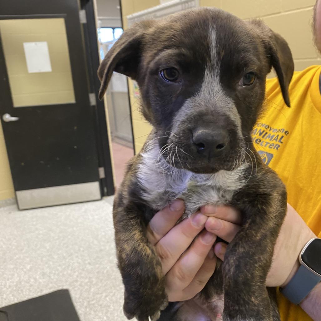 Scott, Adoptable, Puppy Male Mixed Breed.