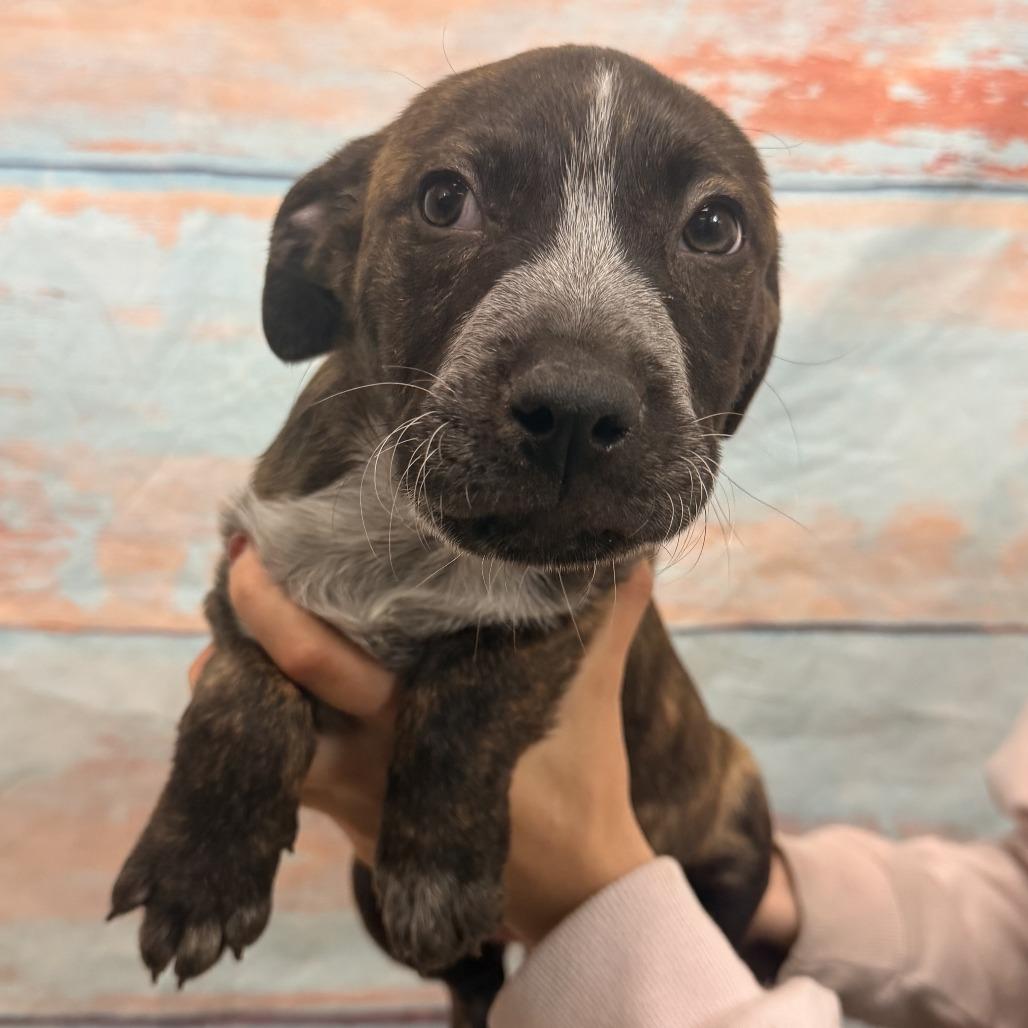 Enlarge Scott, a Adoptable Mixed Breed in Cheyenne, WY image 2/2