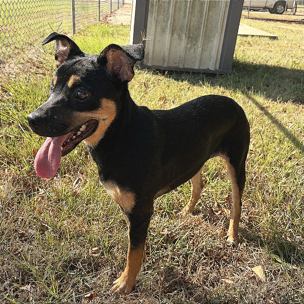 Piper, Adoptable, Young Female Rottweiler & Shepherd.